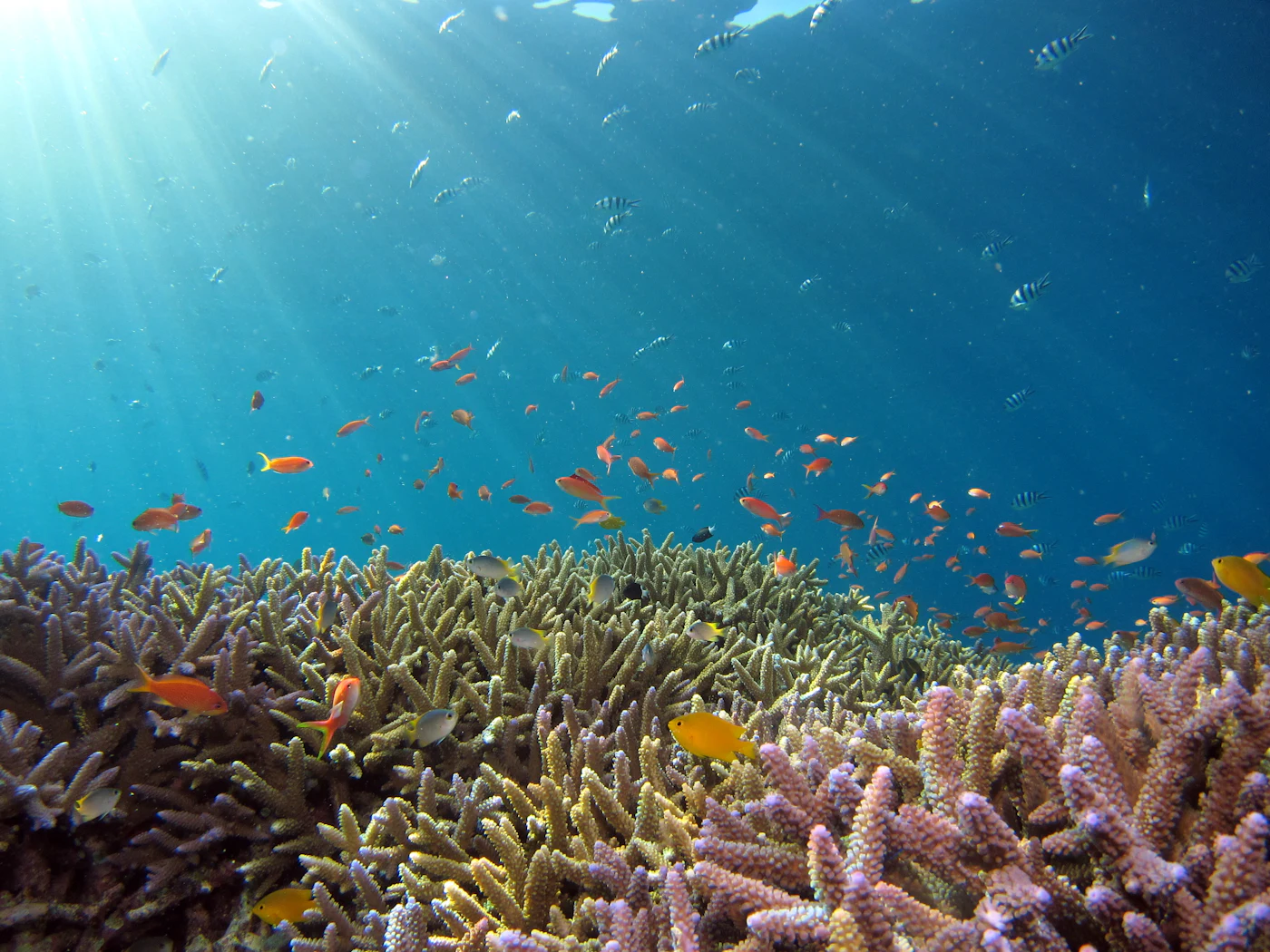Diver cleaning ocean floor